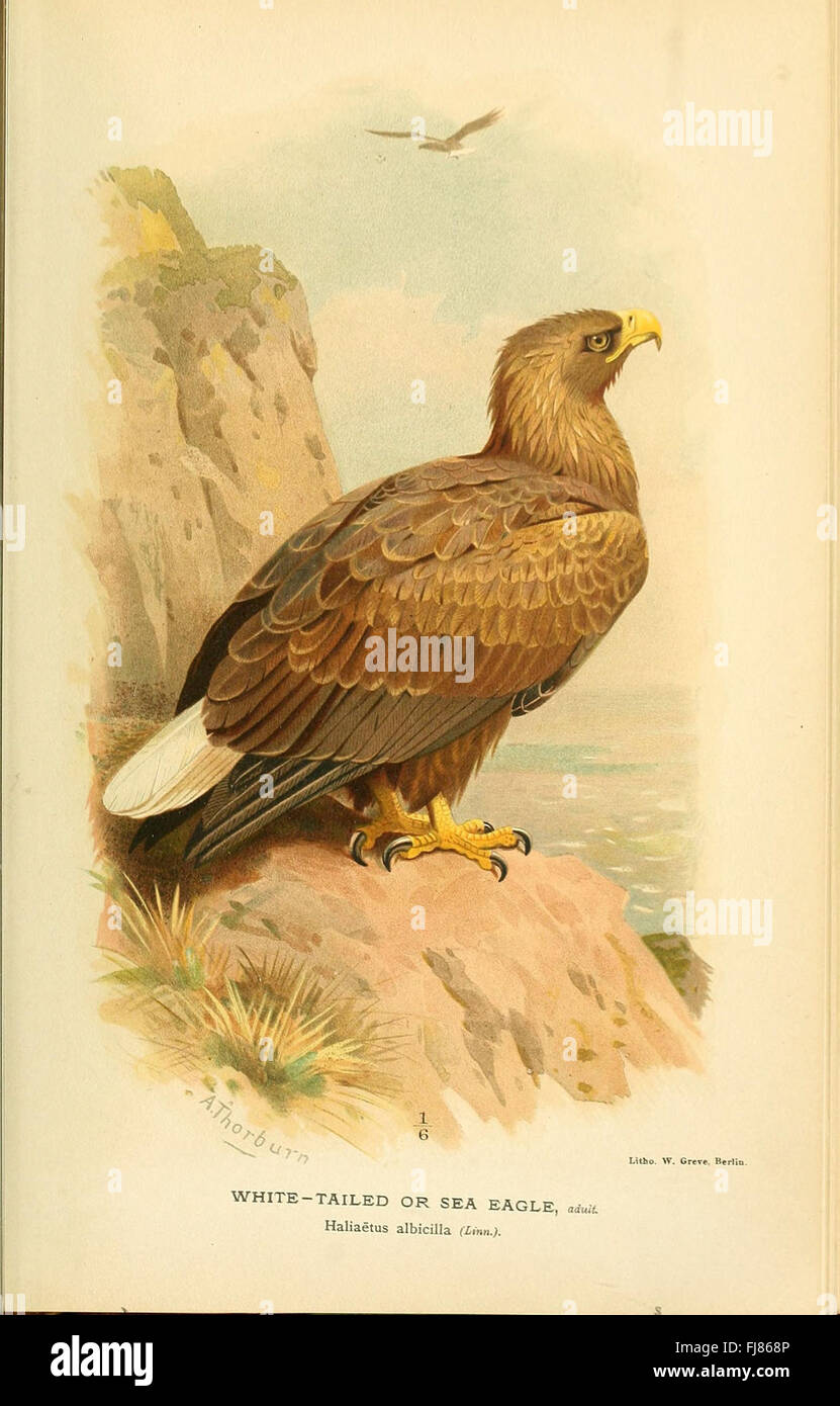 Figure colorate degli uccelli delle Isole britanniche - pubblicato da Lord Lilford ,59.82(42) Birds Great Britain Pictorial Works Foto Stock