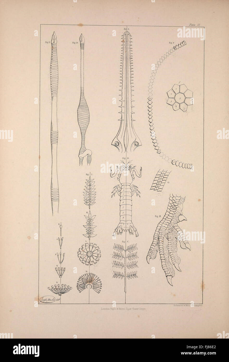 Uno studio osteologico che confronta le strutture ossee di varie specie, con illustrazioni dettagliate delle differenze scheletriche. Foto Stock