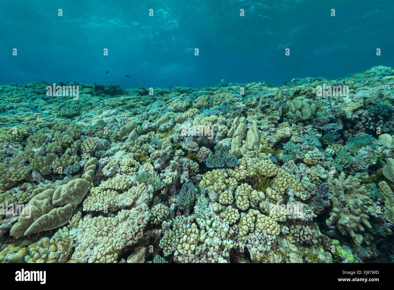 La crescita di coralli è forzata nella interessante allungate e recedono le forme di protezione da sovratensioni e zona di surf sulla sommità della Grande Barriera Corallina. Foto Stock