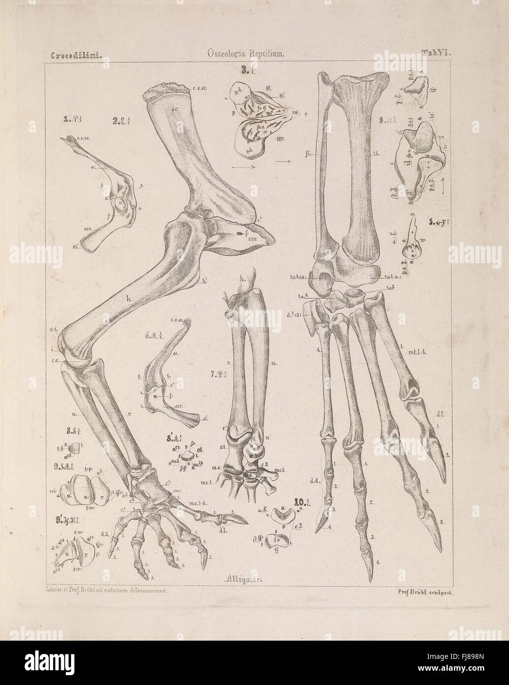 Uno studio anatomico degli scheletri di coccodrillo, esplorando la loro struttura e gli adattamenti evolutivi Foto Stock