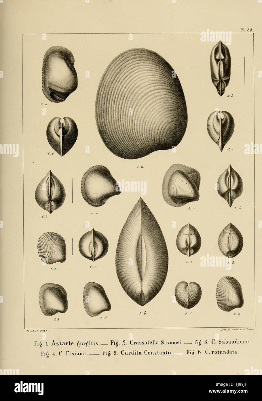 Descrizione des mollusques fossiles qui se trouvent dans les grC3A8s verts des dintorni de GenC3A8ve Foto Stock