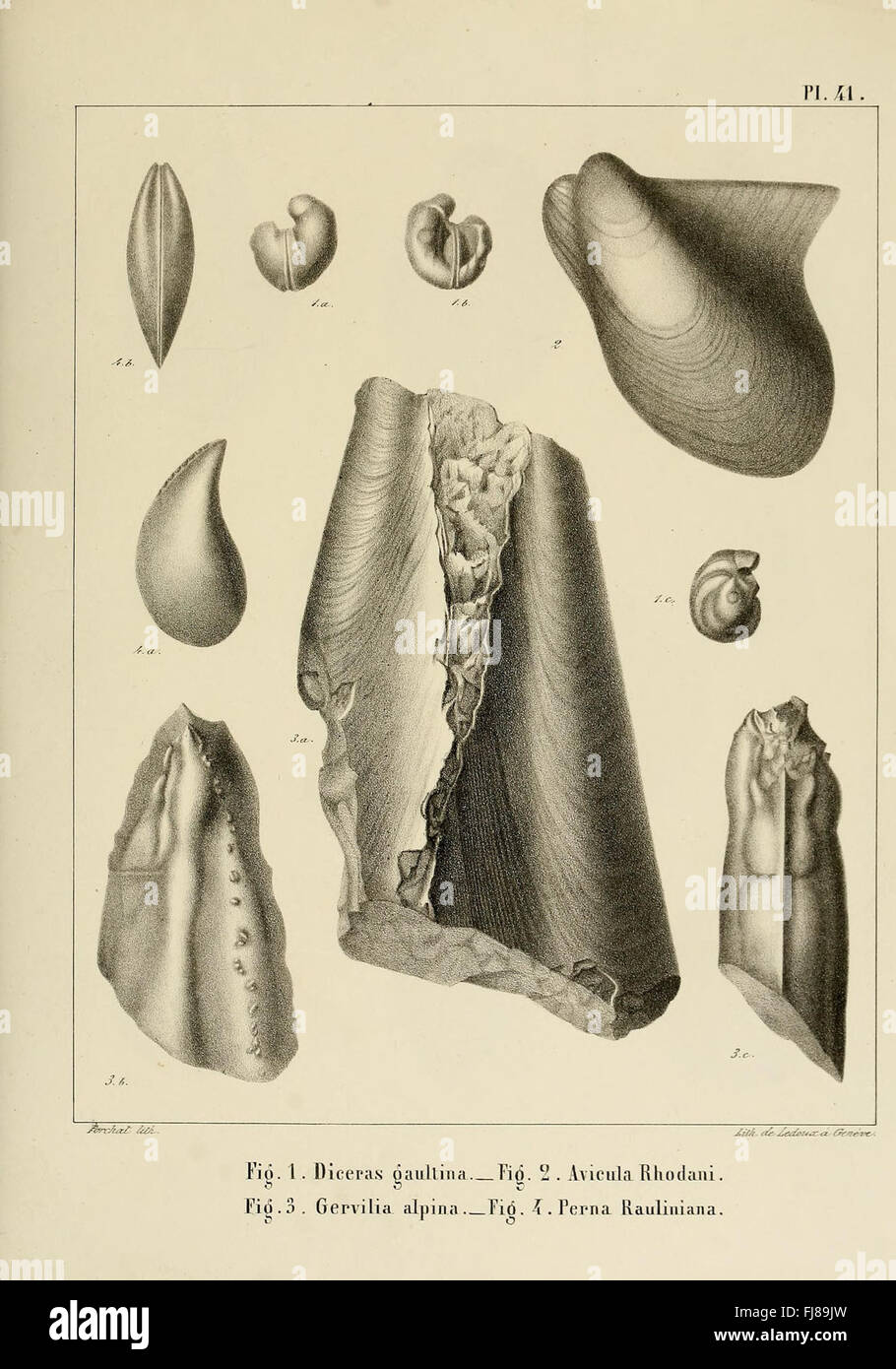 Descrizione des mollusques fossiles qui se trouvent dans les grC3A8s verts des dintorni de GenC3A8ve Foto Stock