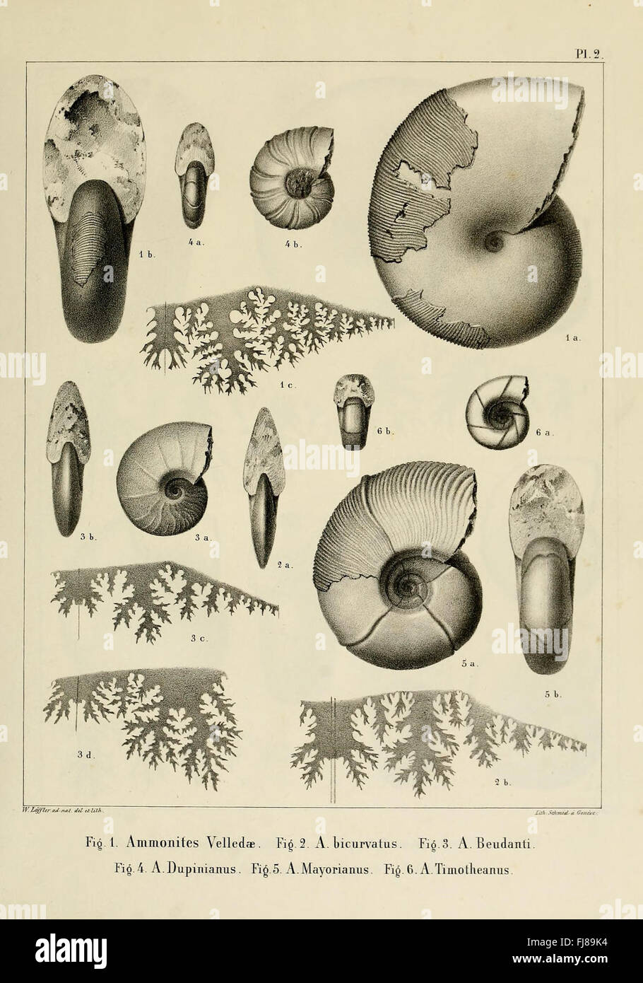 Descrizione des mollusques fossiles qui se trouvent dans les grC3A8s verts des dintorni de GenC3A8ve Foto Stock