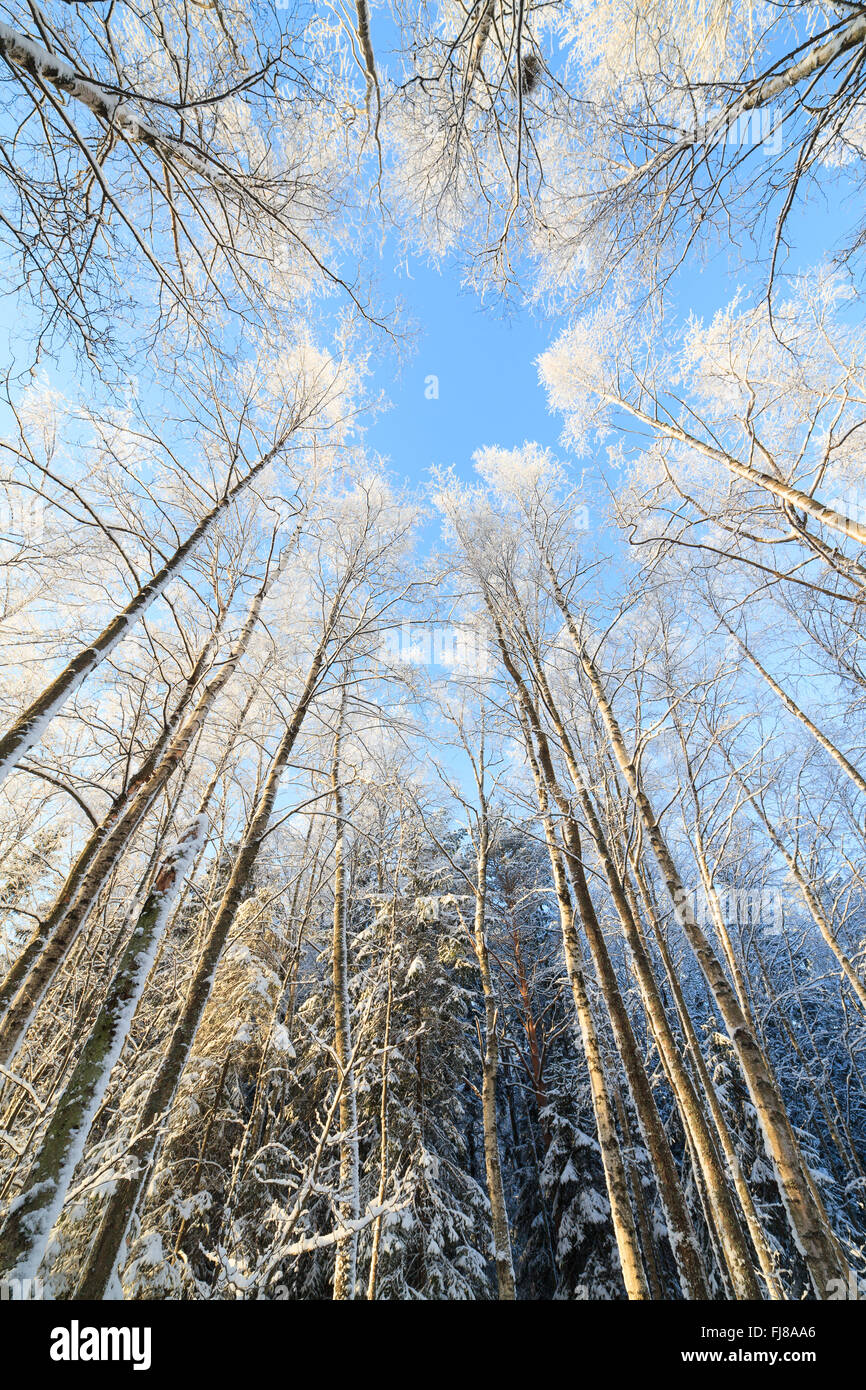 Coperta di neve tree vista prospettica guardando in alto Foto Stock