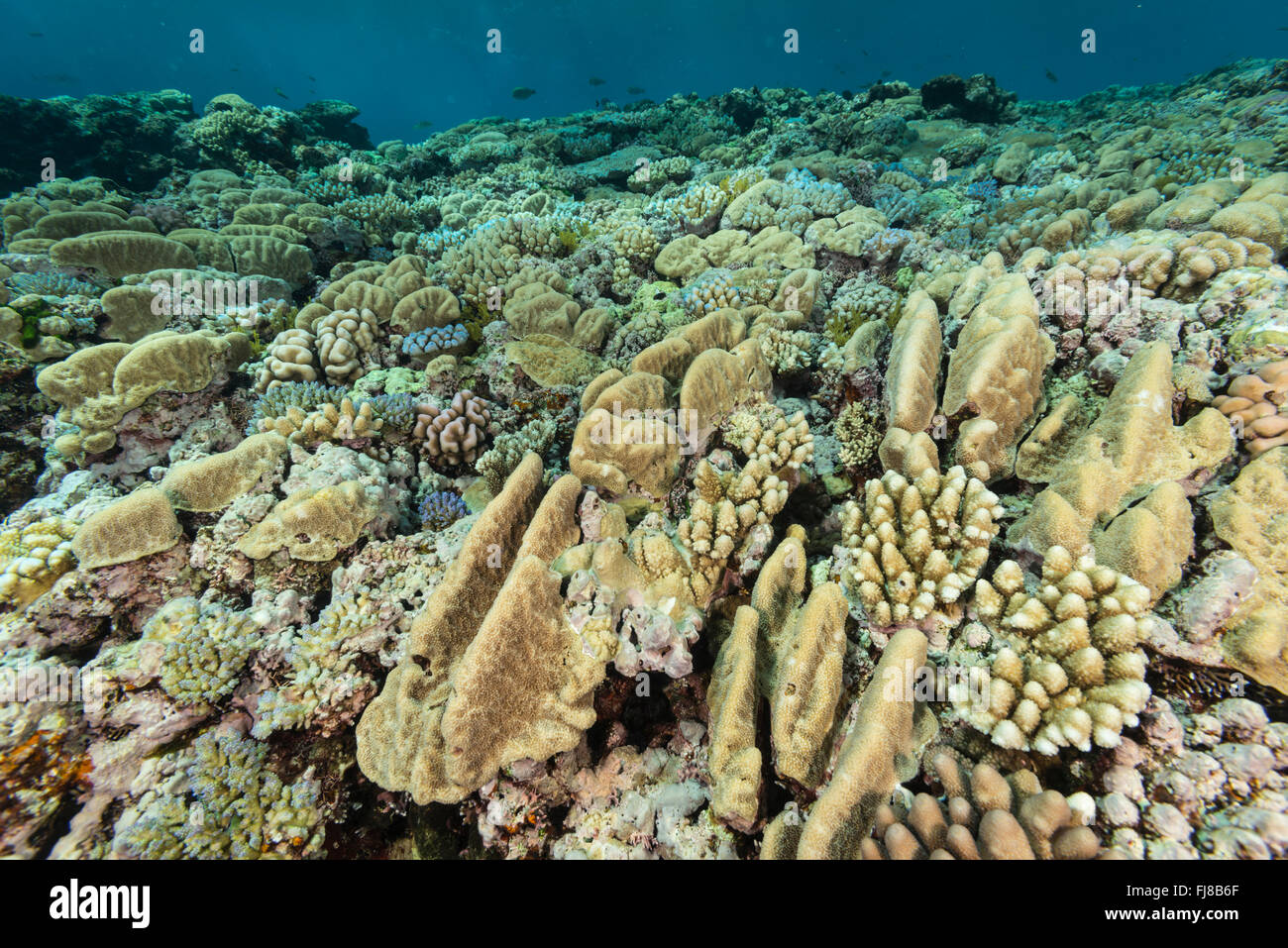 La crescita di coralli è forzata nella interessante allungate e recedono le forme di protezione da sovratensioni e zona di surf sulla sommità della Grande Barriera Corallina. Foto Stock