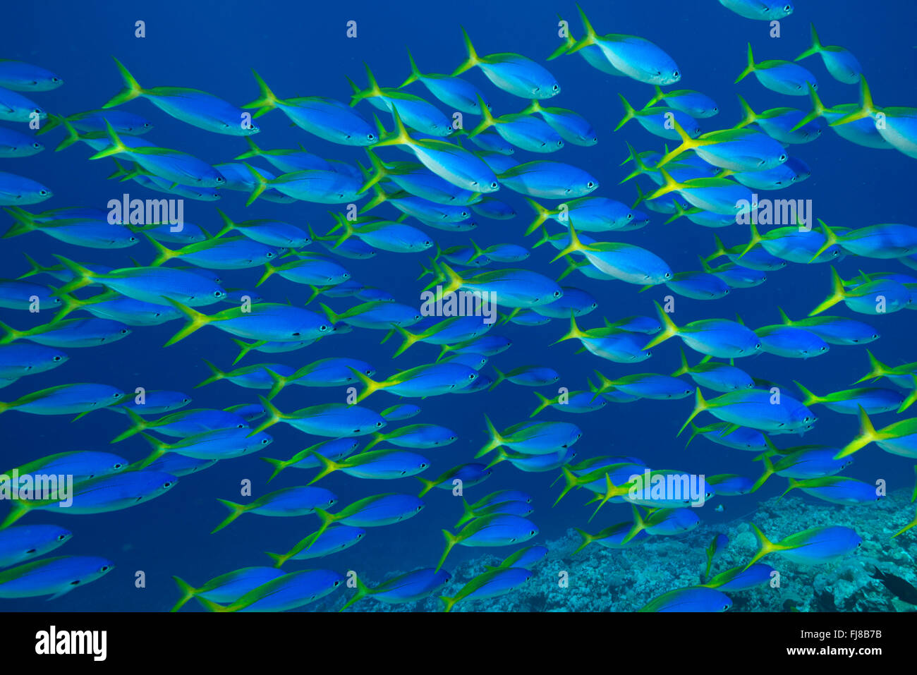 Scuole di blu e giallo fusiliers (Caesio teres) roaming il bordo della Grande Barriera Corallina alimentare sul passaggio di plancton Foto Stock