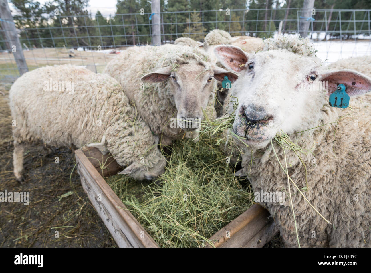 Pecora mangiare erba medica in una fattoria nel nord-ovest della Oregon. Foto Stock