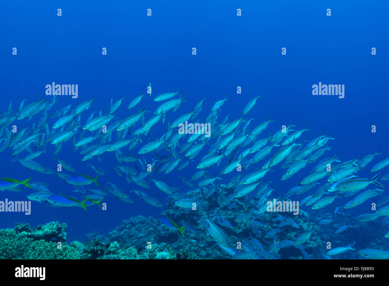 Scuole di twinstripe fusiliers (Pterocaesio marri) roaming il bordo della Grande Barriera Corallina alimentare sul passaggio di plancton Foto Stock