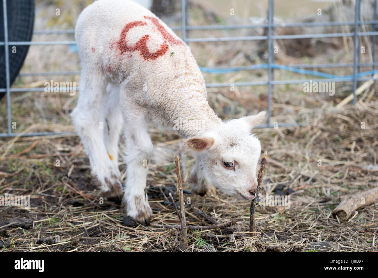 Giovane agnello in una fattoria nel nord-ovest della Oregon. Foto Stock