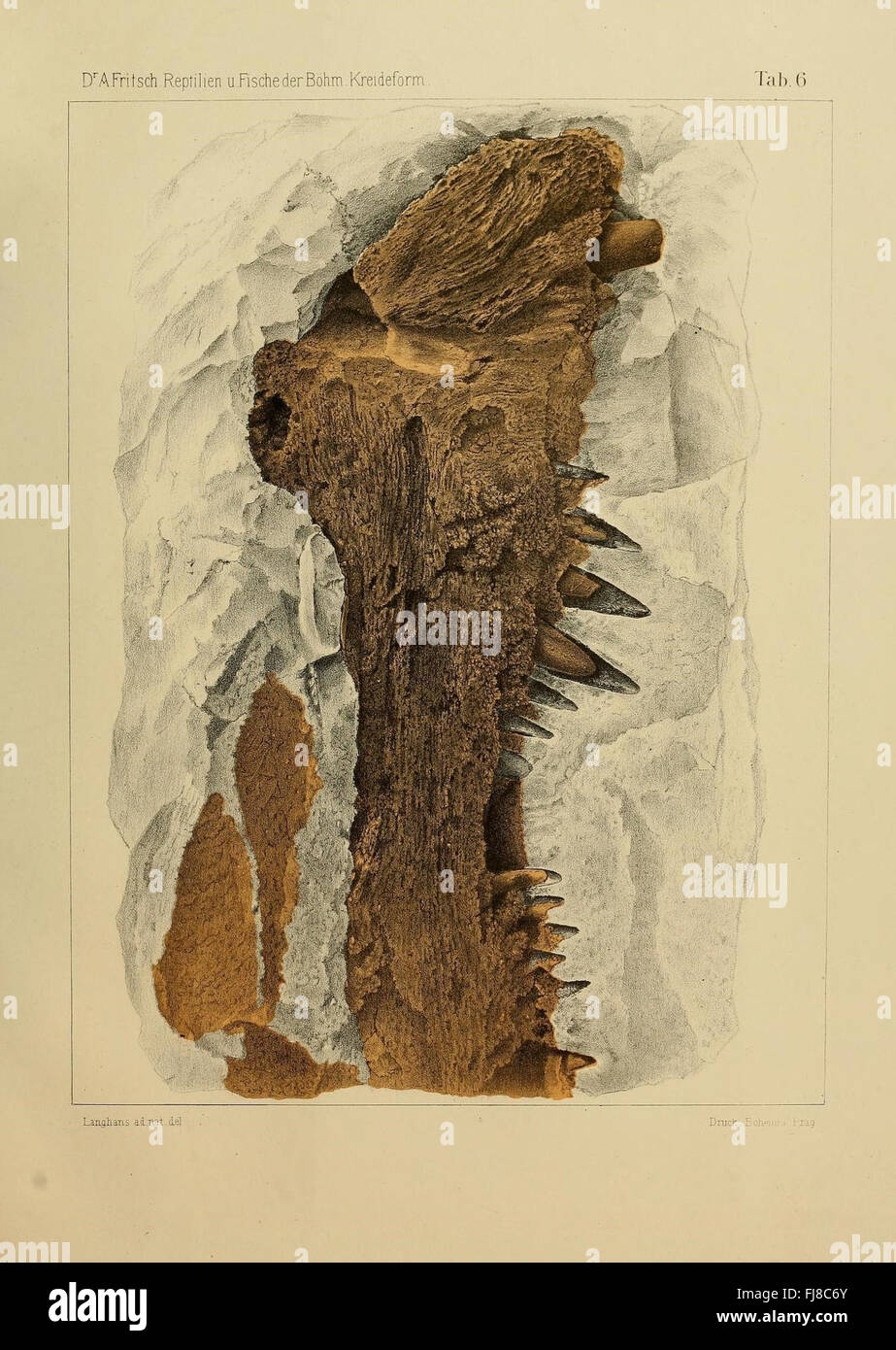 I rettili e i pesci della formazione del Cretaceo Boemo, concentrandosi su esemplari fossili provenienti dalla Repubblica Ceca. Foto Stock