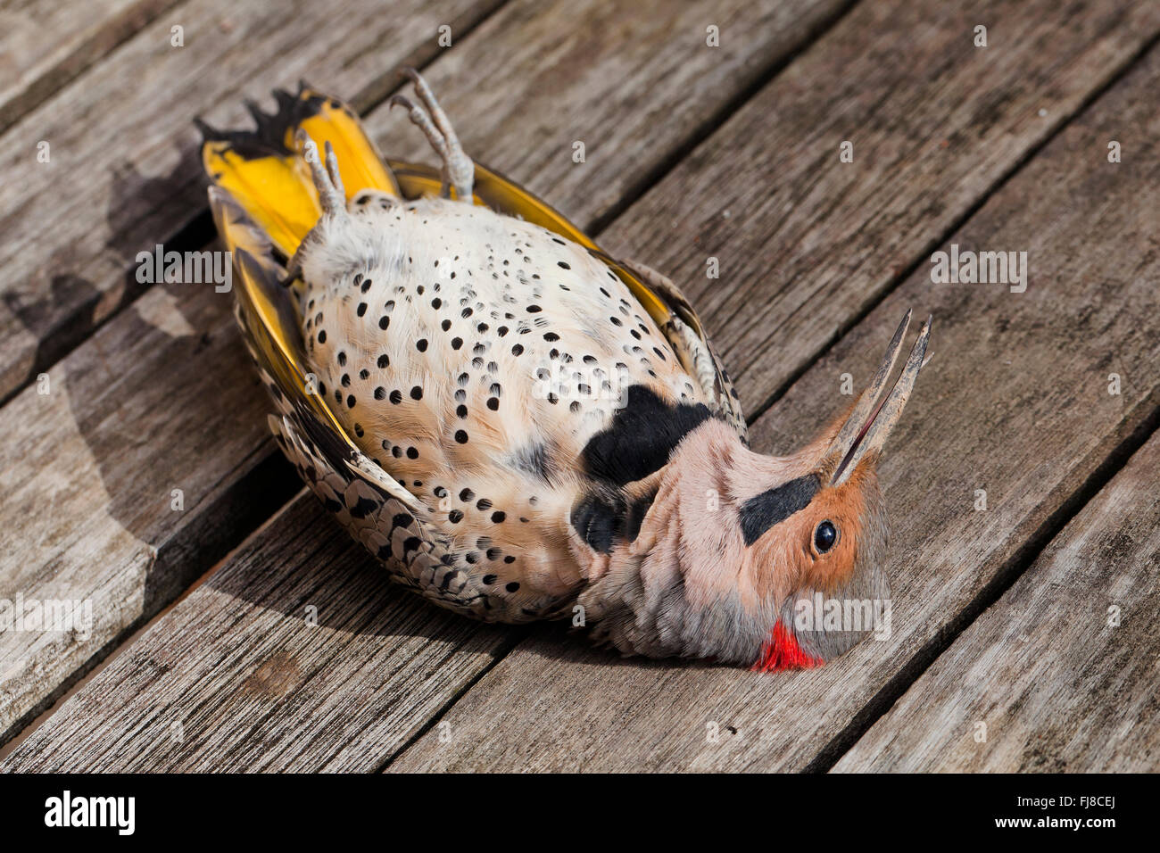 Morto sfarfallio settentrionale bird (Colaptes auratus) - Virginia STATI UNITI D'AMERICA Foto Stock