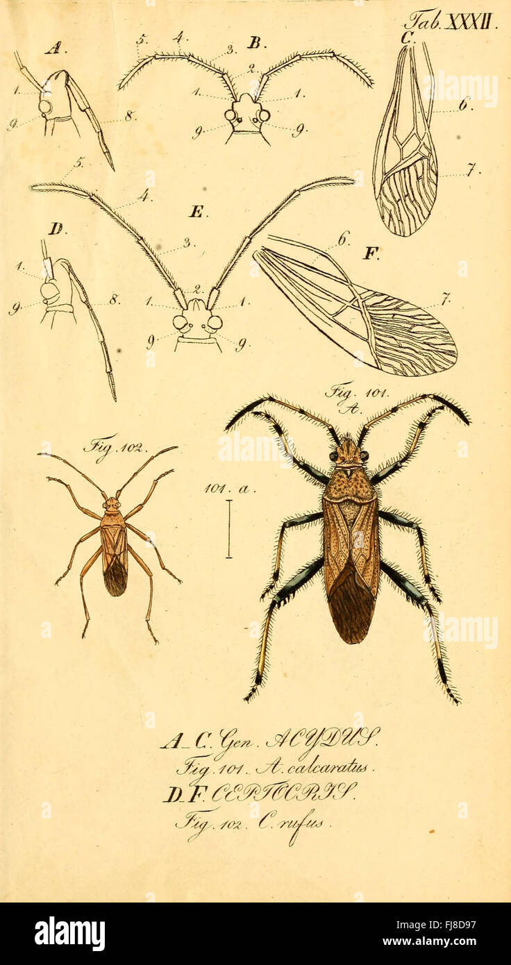 Die Insecten wanzenartigen (Tab. XXXII) Foto Stock