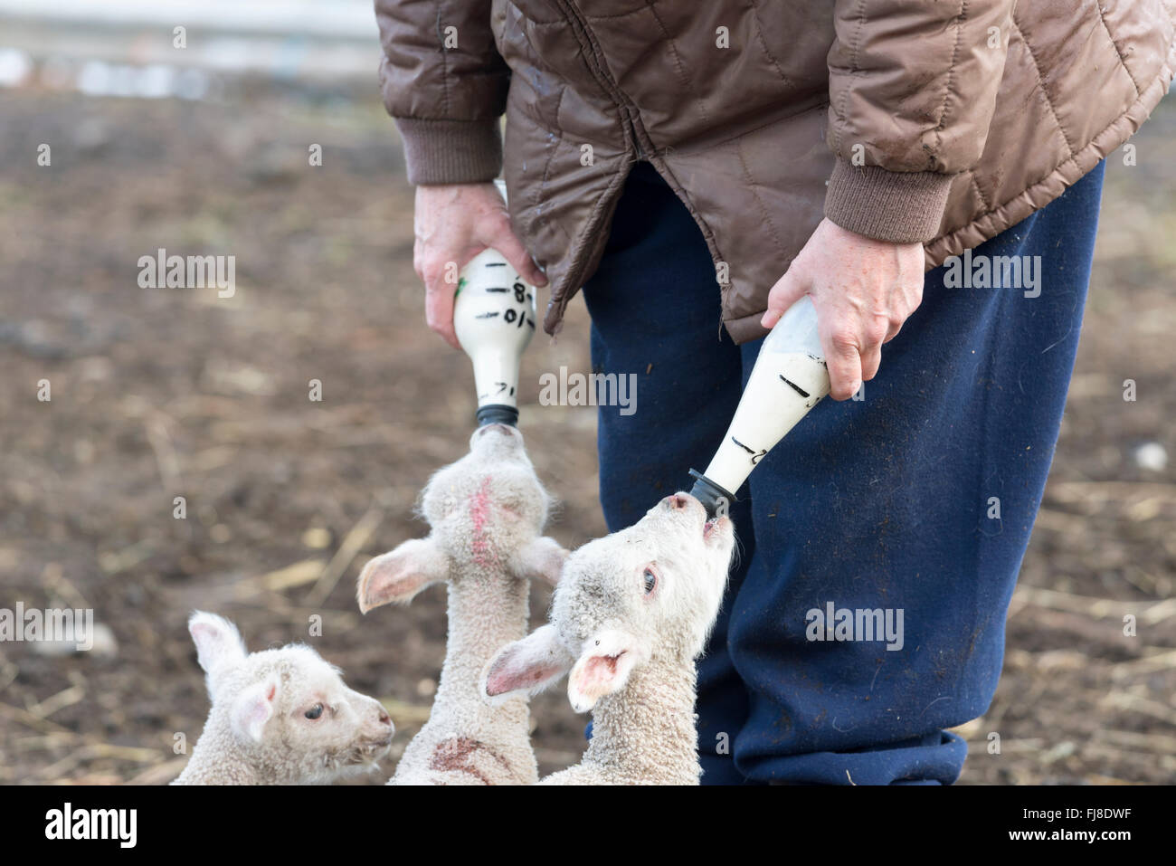 Allattamento al biberon agnelli. Foto Stock