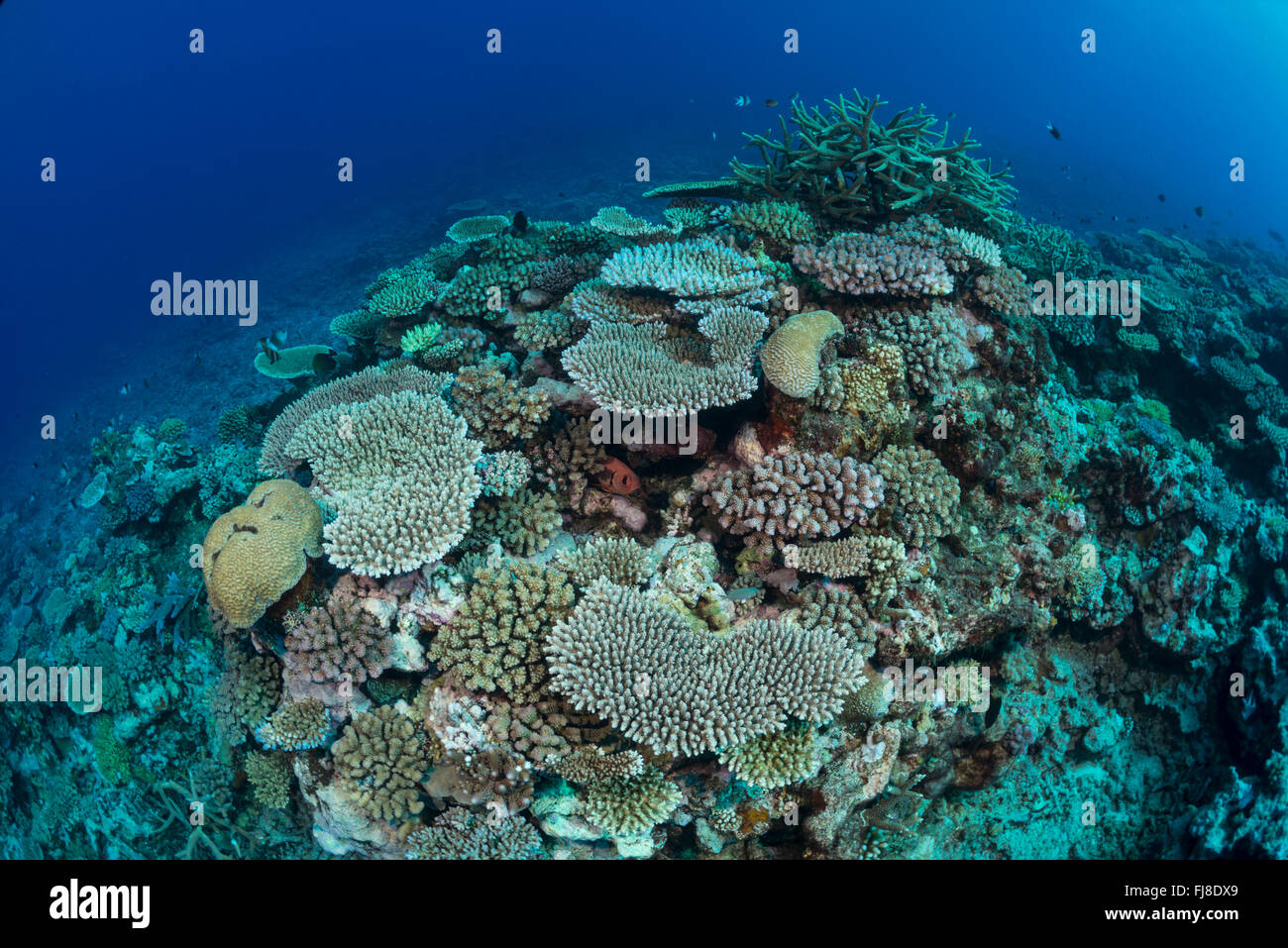 Molto ricco acropora espansiva tabella campo di corallo in corrispondenza del bordo esterno della Grande Barriera Corallina con ottima visibilità. Foto Stock