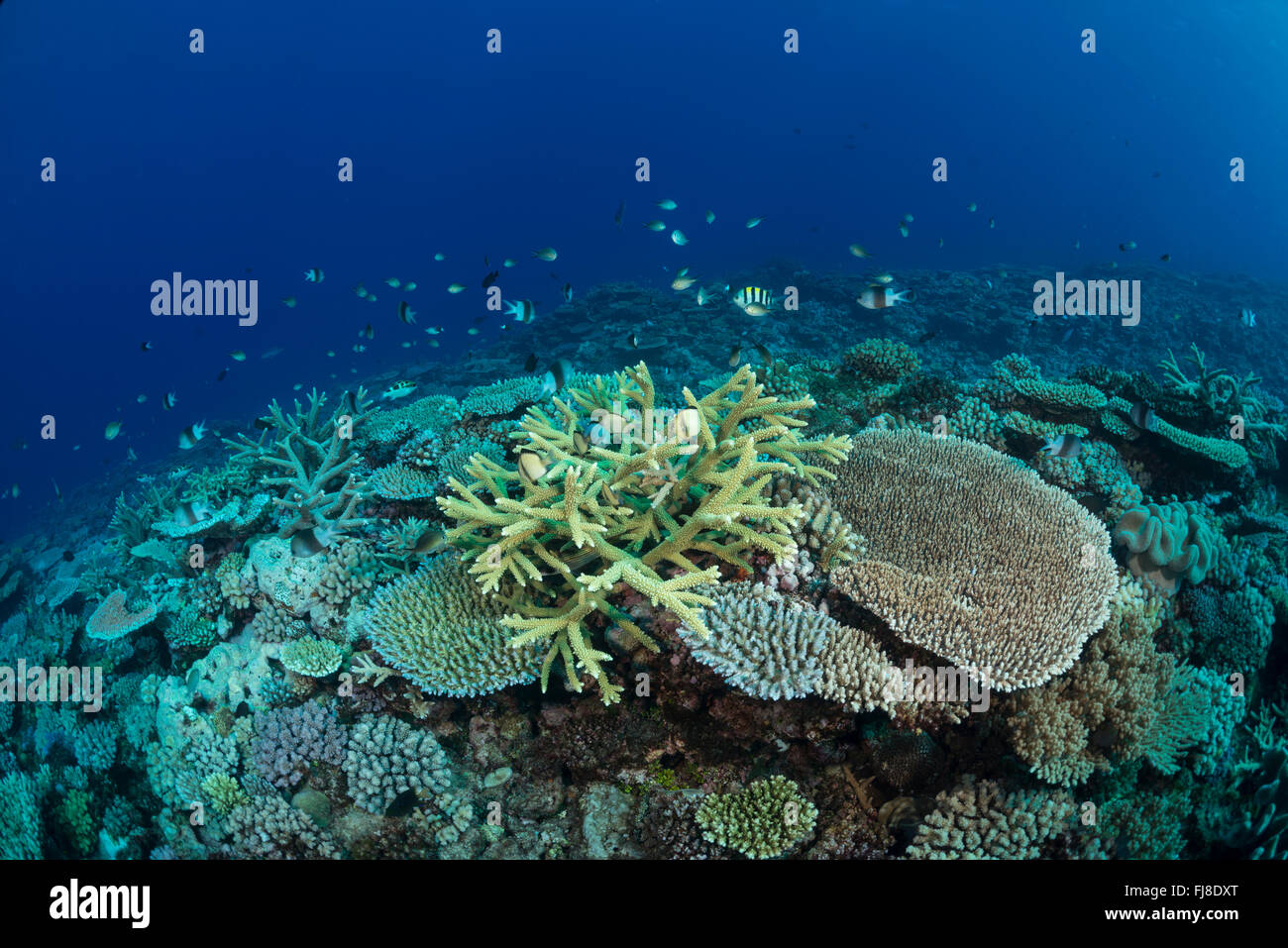 Molto ricca di ramificazione espansiva e tabella corallo acropora campo in corrispondenza del bordo esterno della Grande Barriera Corallina con ottima visibilità. Foto Stock
