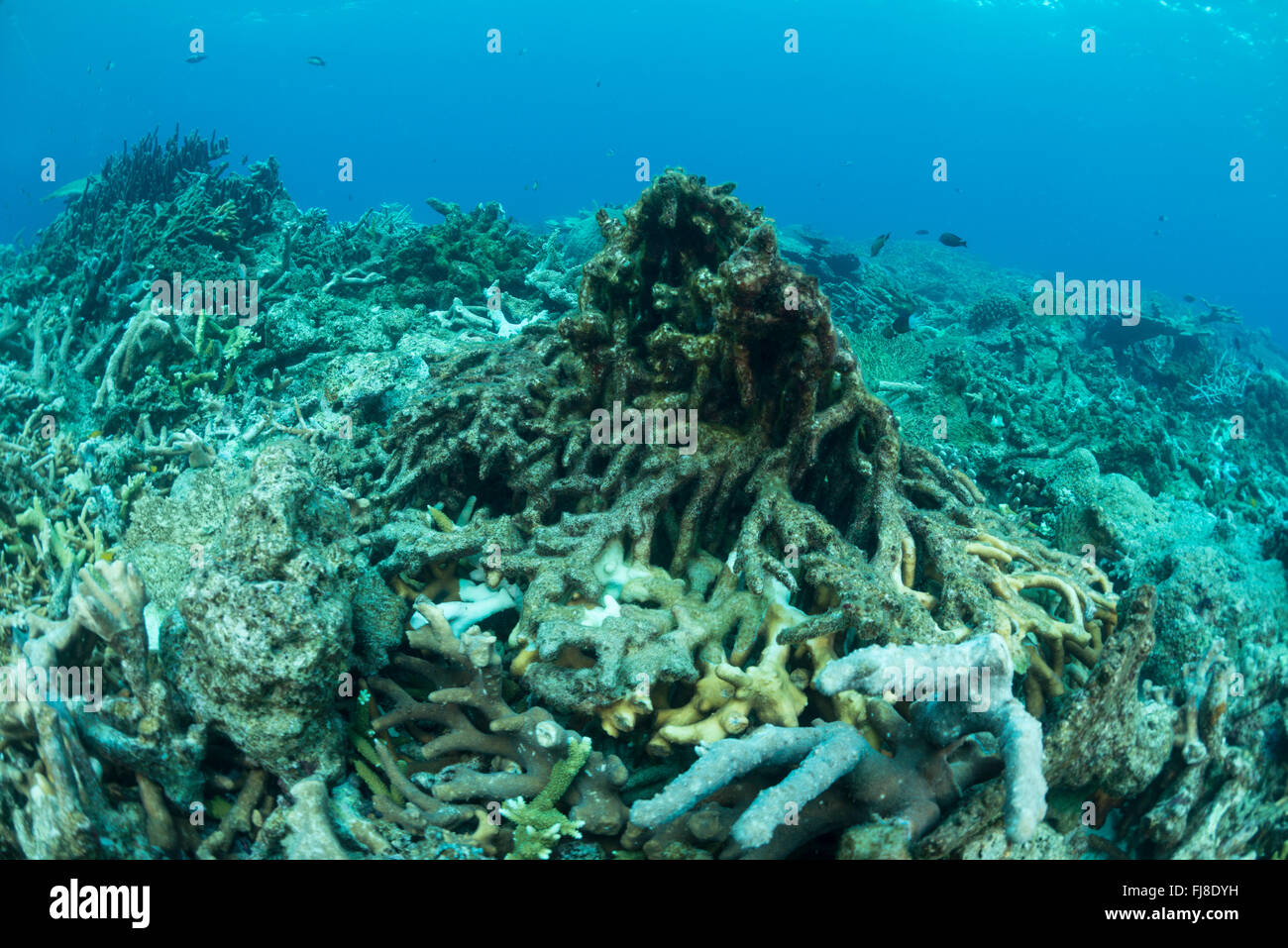 Ciclone reef danneggiato. Foto Stock