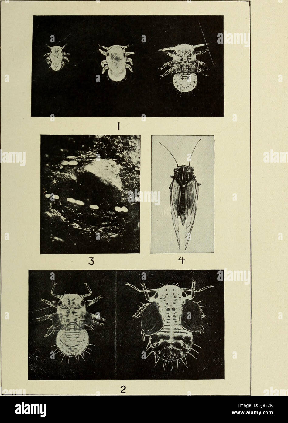 Relazione annuale del consiglio di controllo della New York Stazione di Esperimento Agricola (1914) Foto Stock