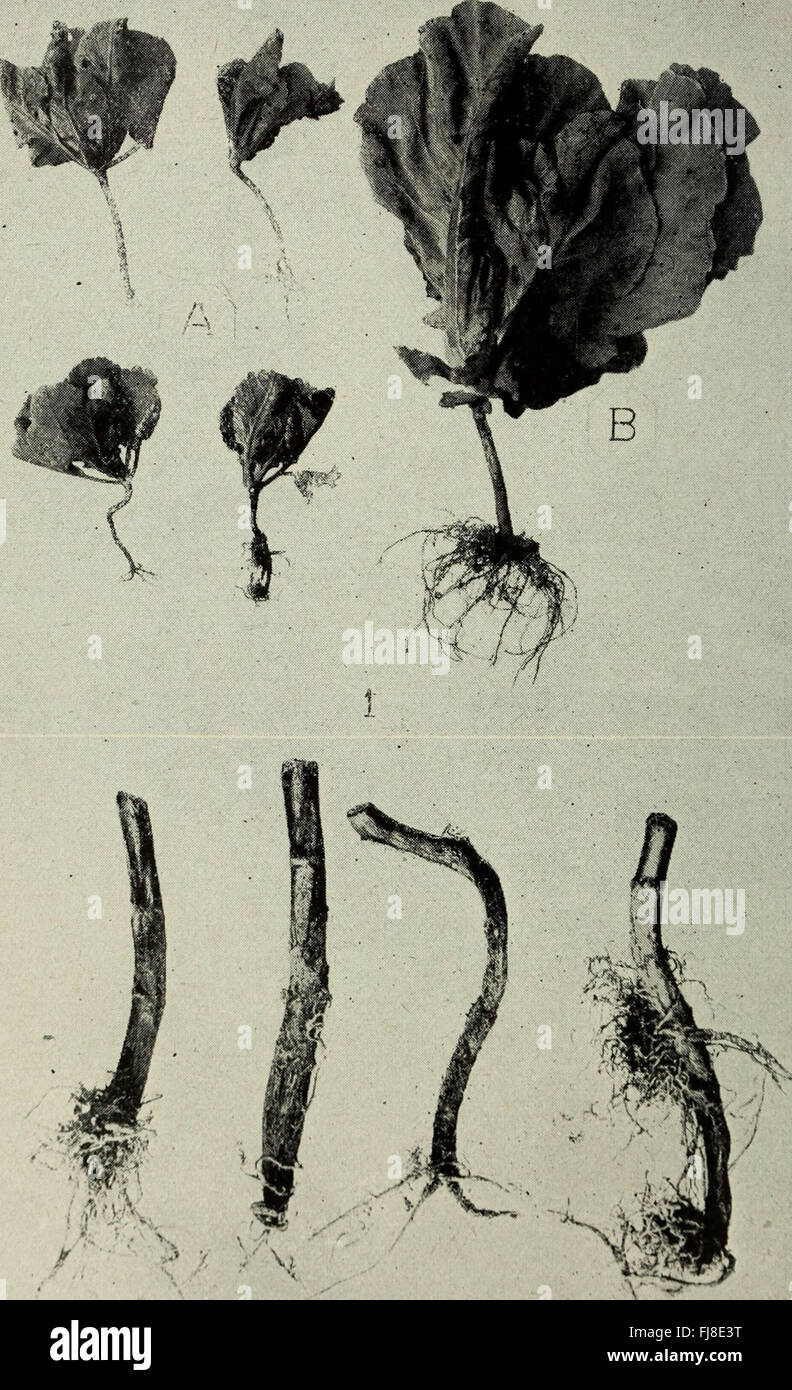 Questo documento della New York Agricultural Experiment Station, datato 1914, è un rapporto annuale che descrive le ricerche, i risultati e le attività della stazione. Offre approfondimenti sui progressi e gli studi agricoli dei primi anni del XX secolo, mettendo in evidenza l'importanza della scienza agricola in quell'epoca. Foto Stock