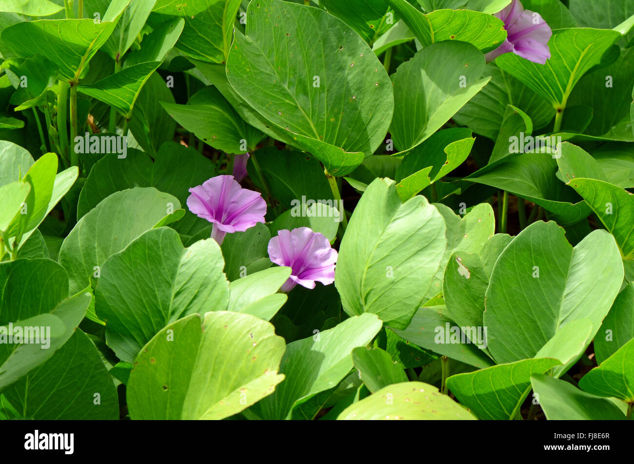 Gloria di mattina spiaggia o capra piedi superriduttore ( Ipomoea pes-caprae ( L.) R.br.) Tailandese tradizionale a base di erbe. Foto Stock