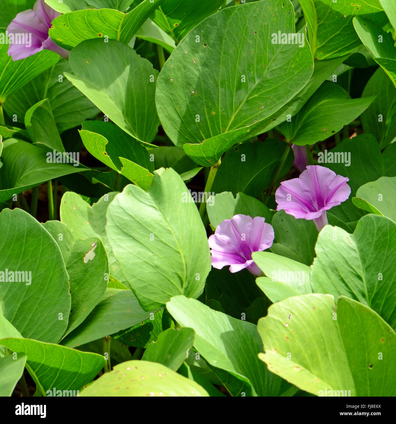 Gloria di mattina spiaggia o capra piedi superriduttore ( Ipomoea pes-caprae ( L.) R.br.) Tailandese tradizionale a base di erbe. Foto Stock