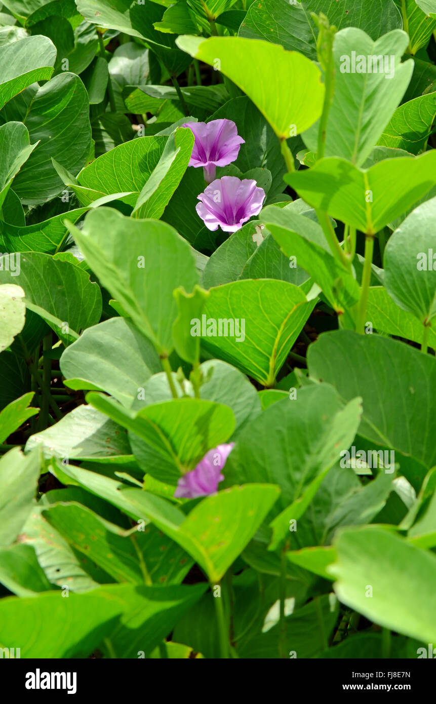 Gloria di mattina spiaggia o capra piedi superriduttore ( Ipomoea pes-caprae ( L.) R.br.) Tailandese tradizionale a base di erbe. Foto Stock