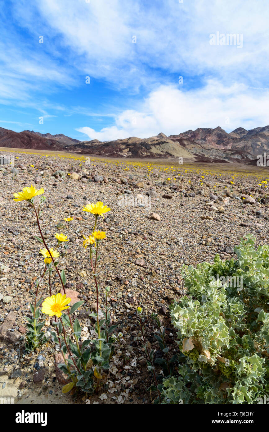 Giallo deserto di abbigliamento di fiori selvaggi vicino al deserto bush nella Death Valley, CA. Cielo blu, il paesaggio roccioso, sulle colline. Foto Stock