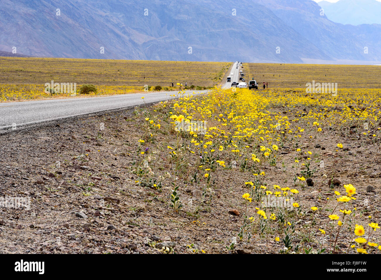 Giallo su strada fiori selvatici nel deserto con la foschia che ricopre le montagne. I campi di fiori selvatici giallo per quanto l'occhio può vedere. Foto Stock