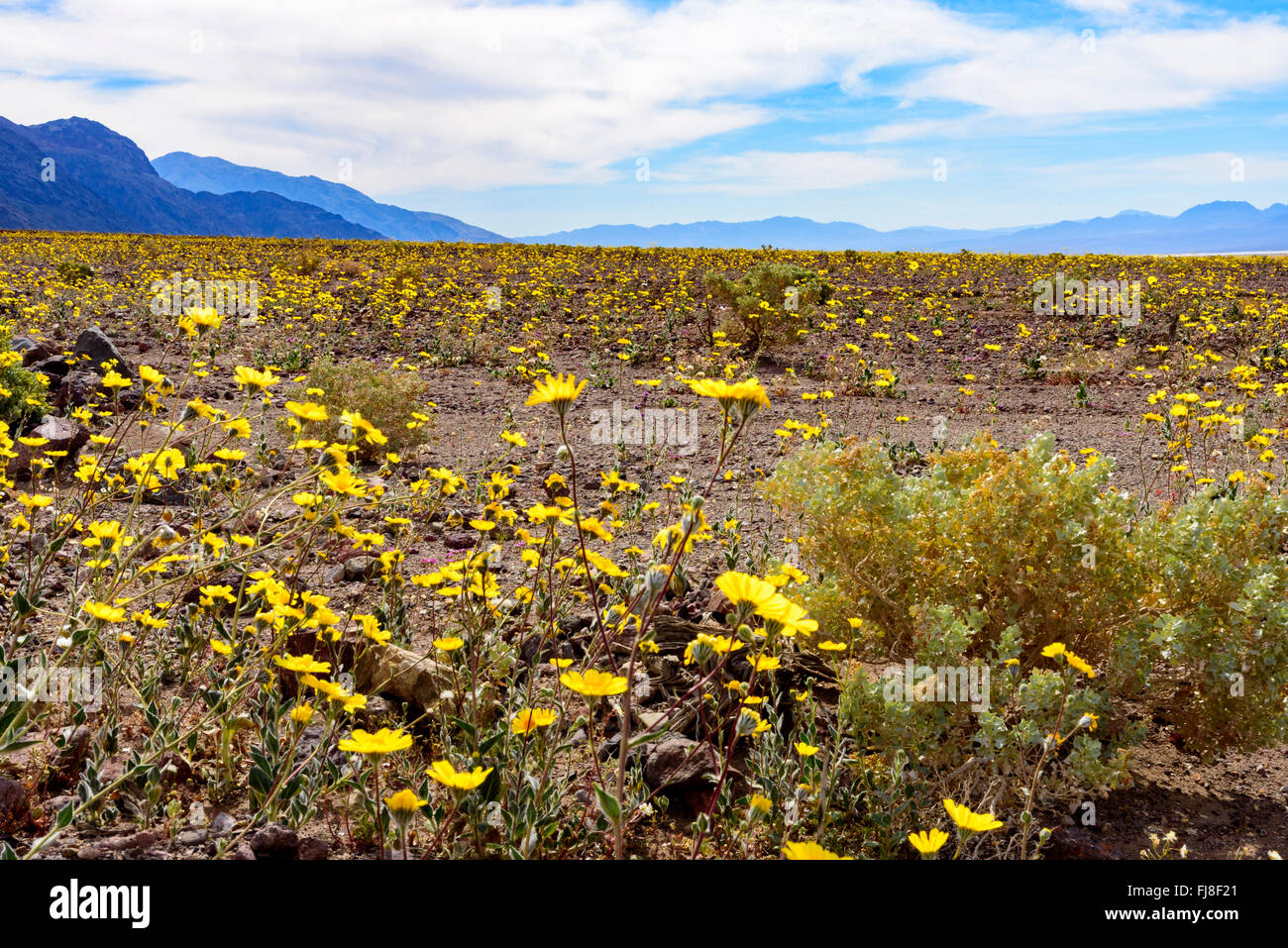 Vista dettagliata del deserto di fiori di campo giallo sotto il cielo blu con nuvole bianche con le colline in background. Foto Stock