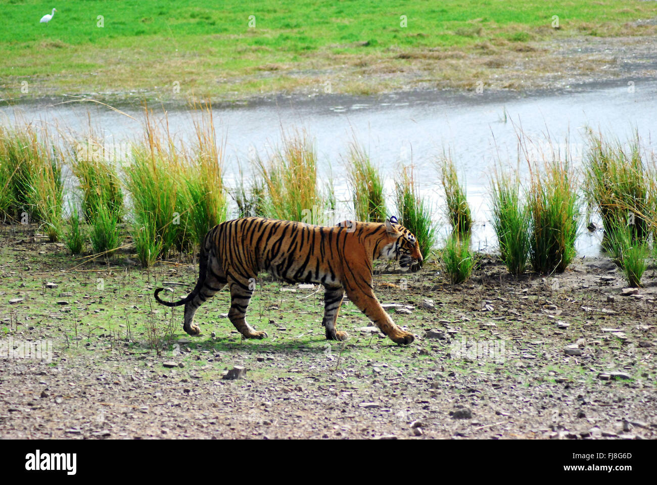 Tiger, bandipur national park, Karnataka, India, Asia Foto Stock