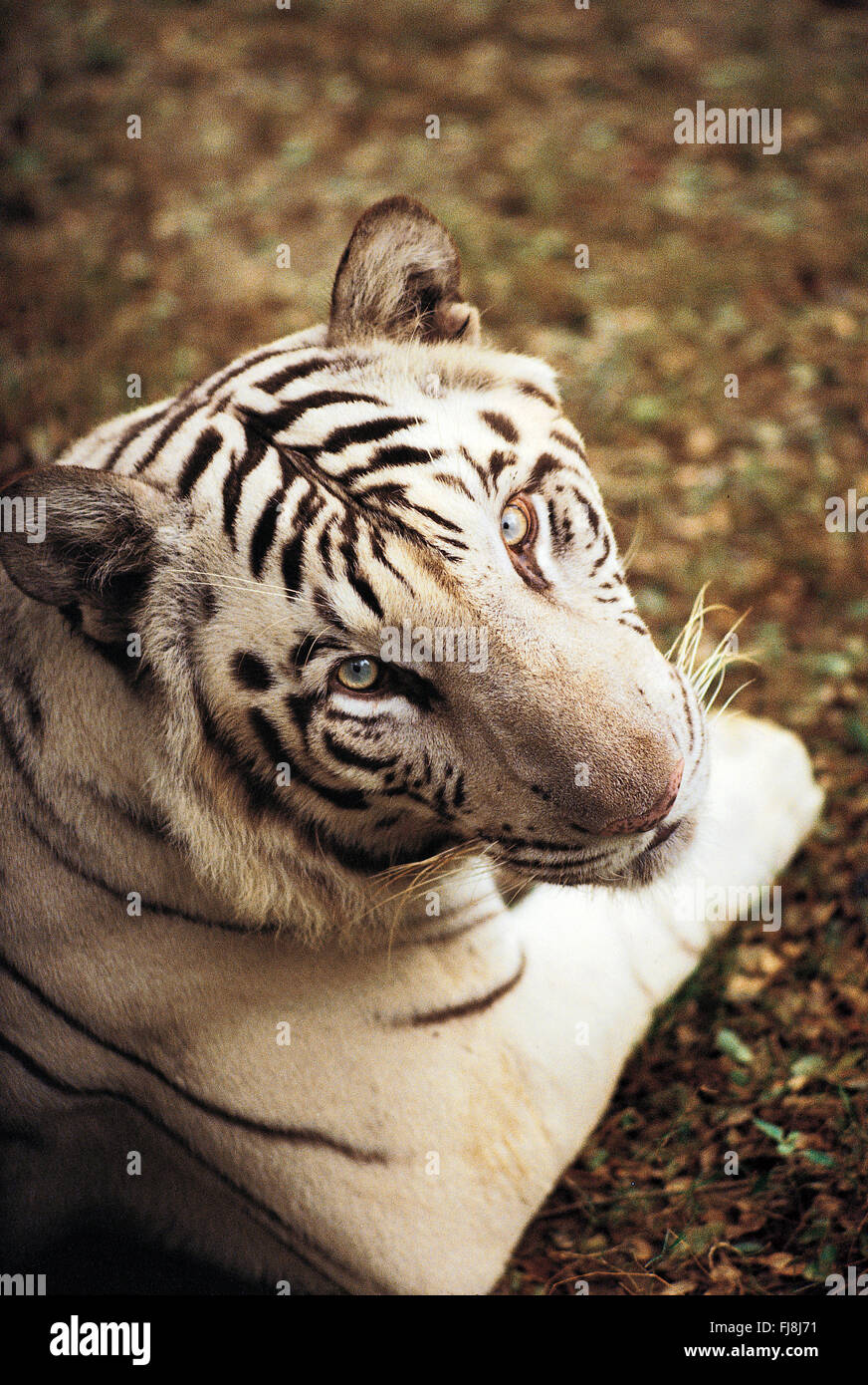 La tigre bianca, bharatpur Rajasthan, India, Asia Foto Stock