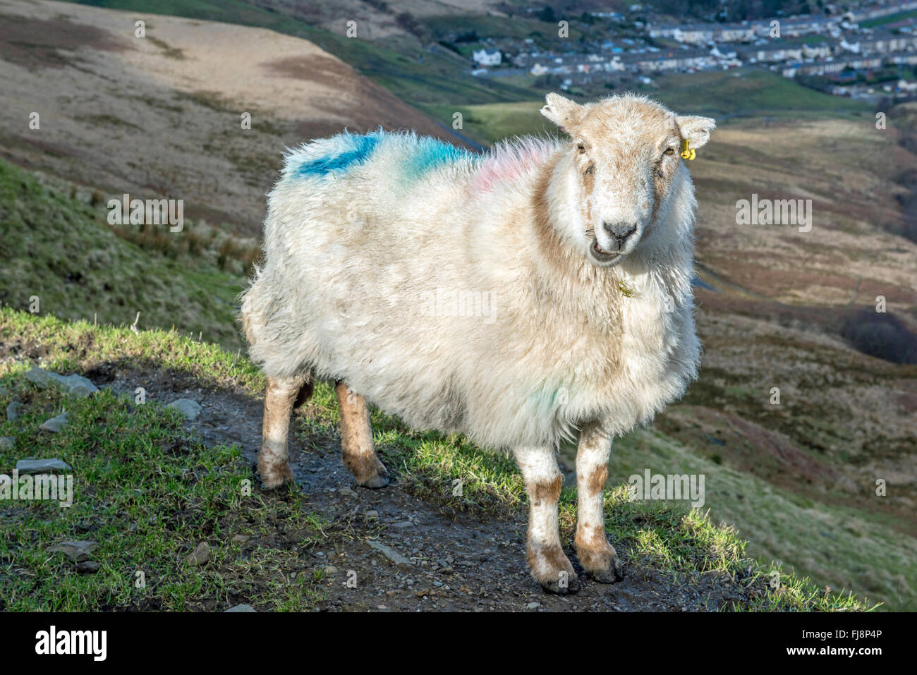 Il Gallese le pecore di montagna fino al di sopra della valle Rhondda masticare Foto Stock