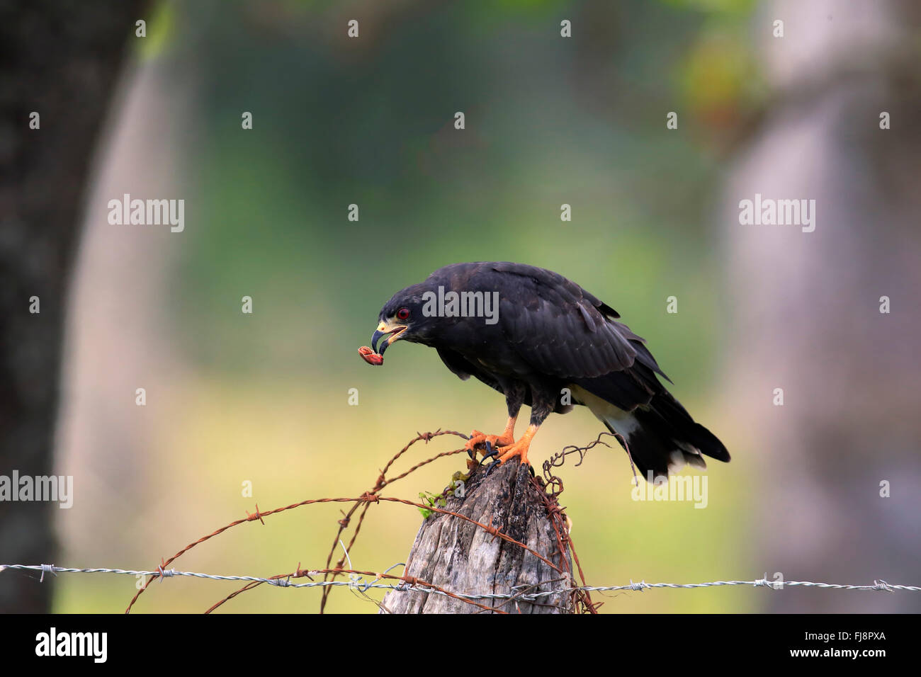 Snail Kite, adulti sul ramo di alimentazione, con la preda, Pantanal, Mato Grosso, Brasile, Sud America / (Rostrhamus sociabilis) Foto Stock