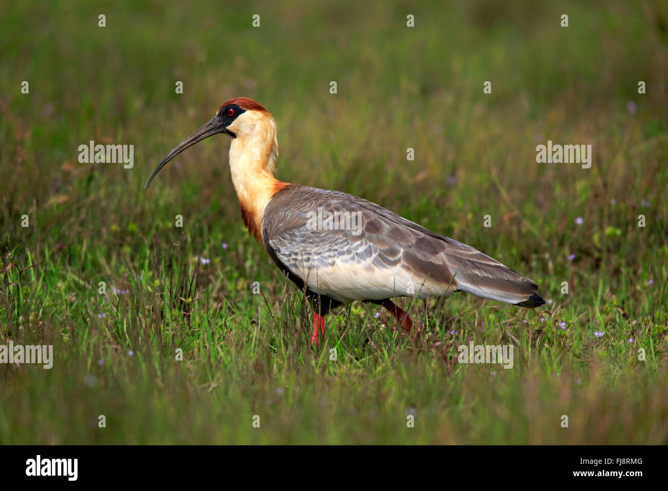 Buff-Necked Ibis, adulti sul prato alla ricerca di cibo, Pantanal, Mato Grosso, Brasile, Sud America / (Theristicus caudatus) Foto Stock