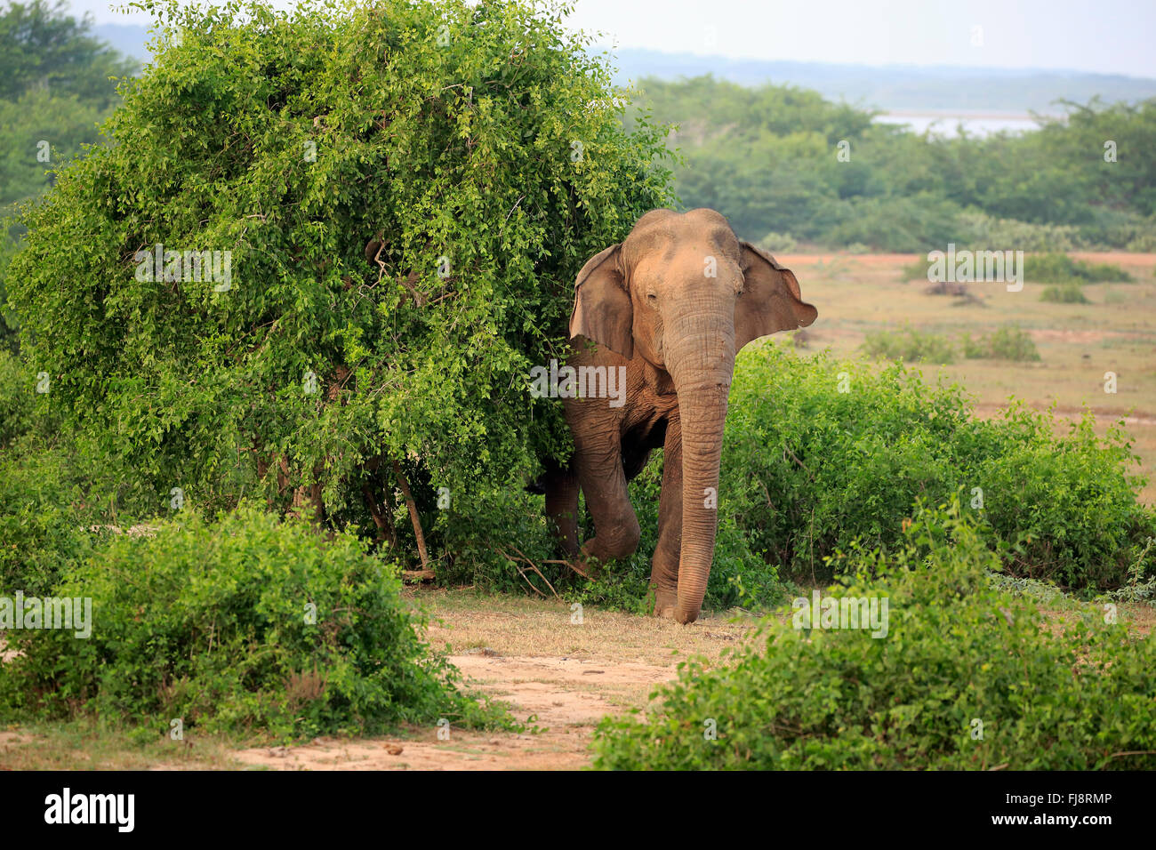 Il governo dello Sri Lanka Elefanti Elefante Asiatico, maschio adulto, Bundala National Park, Sri Lanka asia / (Elephas maximus maximus) Foto Stock