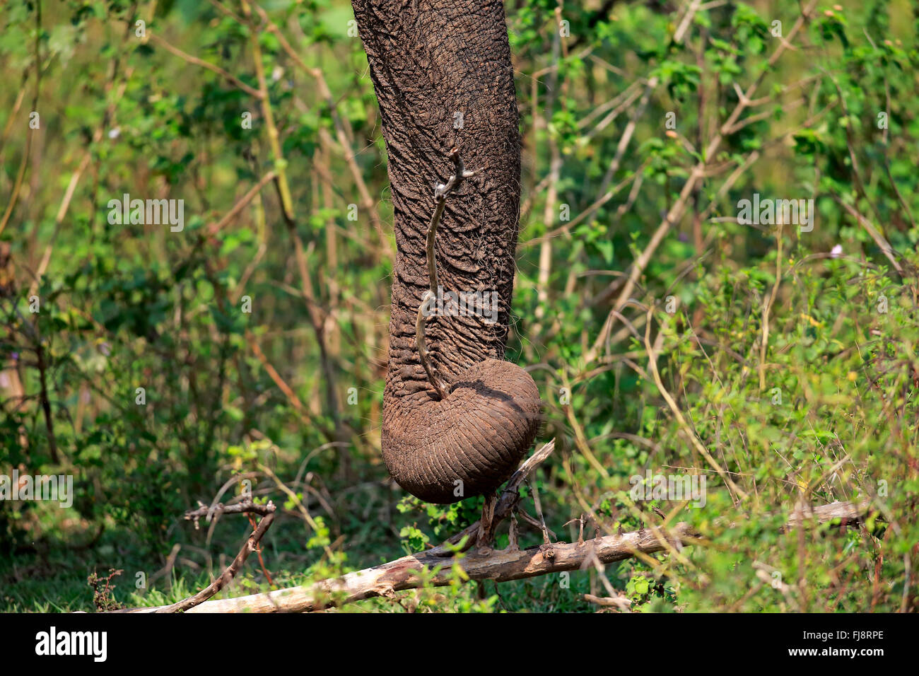 Il governo dello Sri Lanka Elefanti Elefante Asiatico, tronco, Udawalawe Nationalpark, Sri Lanka asia / (Elephas maximus maximus) Foto Stock