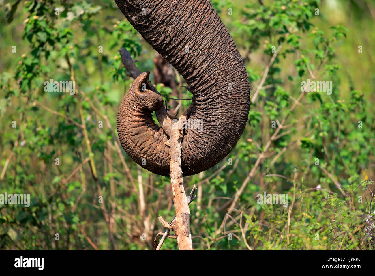 Il governo dello Sri Lanka Elefanti Elefante Asiatico, tronco, Udawalawe Nationalpark, Sri Lanka asia / (Elephas maximus maximus) Foto Stock