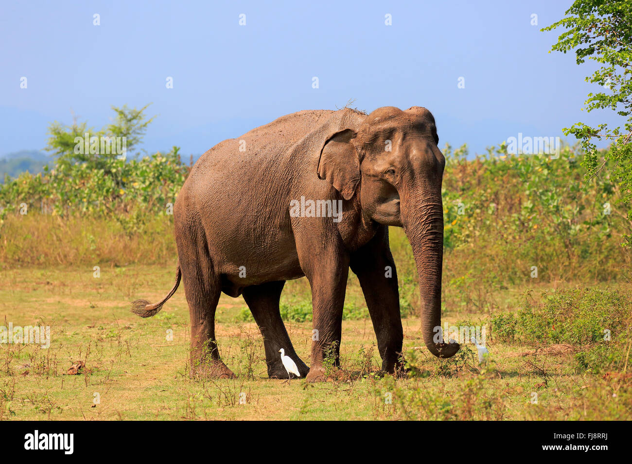 Il governo dello Sri Lanka Elefanti Elefante Asiatico, maschio adulto, Udawalawe parco nazionale, Sri Lanka asia / (Elephas maximus maximus) Foto Stock