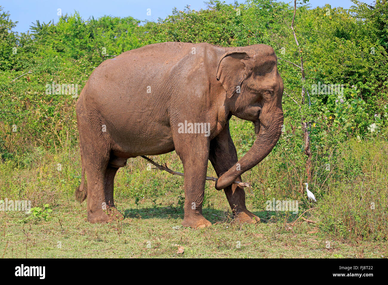 Il governo dello Sri Lanka Elefanti Elefante Asiatico, maschio adulto utilizzando lo strumento, Udawalawe Nationalpark, Sri Lanka asia / (Elephas maximus maximus) Foto Stock