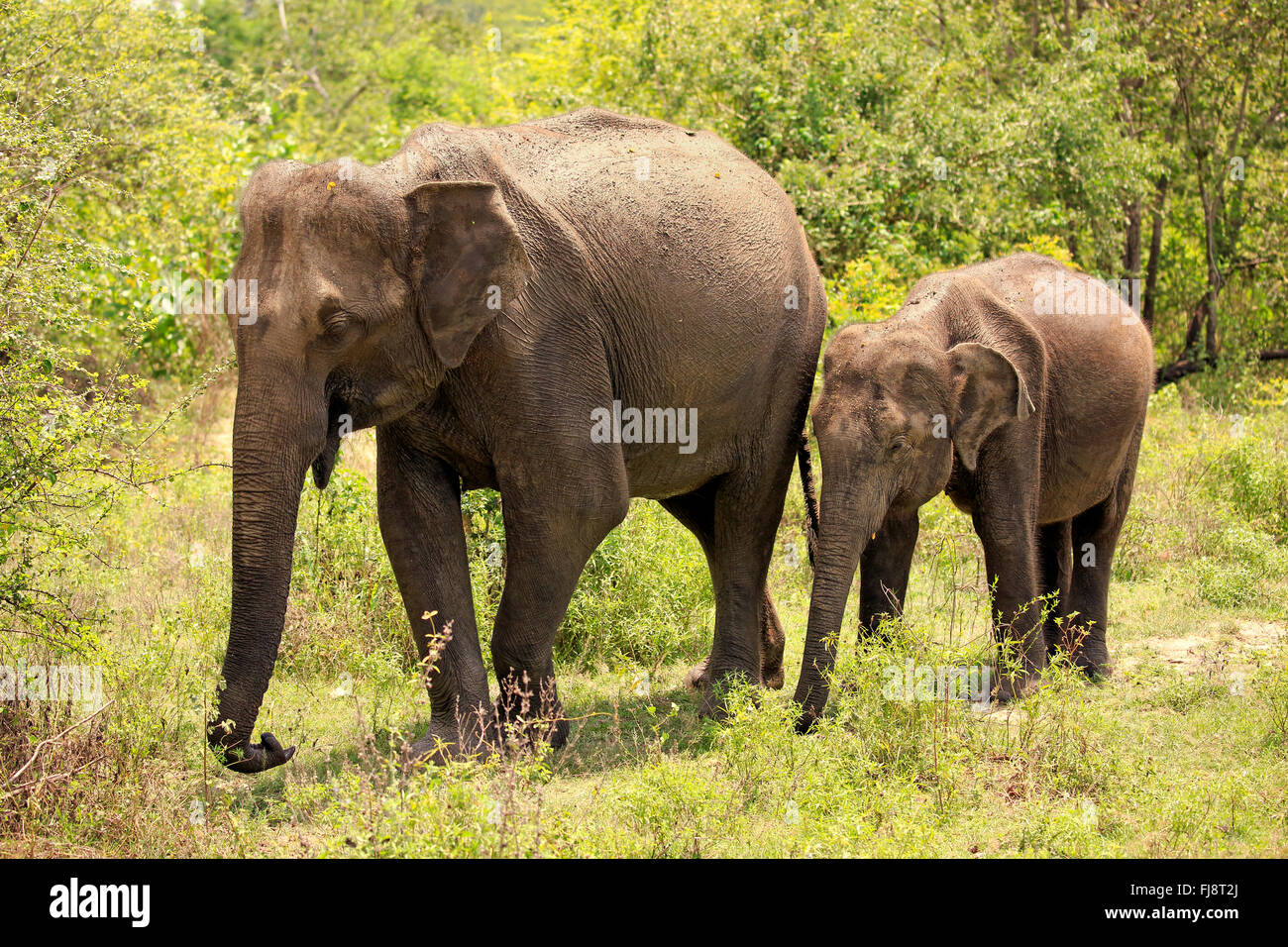 Il governo dello Sri Lanka Elefanti Elefante asiatico, due fratelli, Udawalawe Nationalpark, Sri Lanka asia / (Elephas maximus maximus) Foto Stock