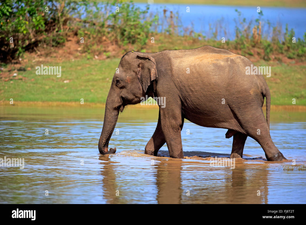 Il governo dello Sri Lanka Elefanti Elefante Asiatico, Udawalawe Nationalpark, Sri Lanka asia / (Elephas maximus maximus) Foto Stock