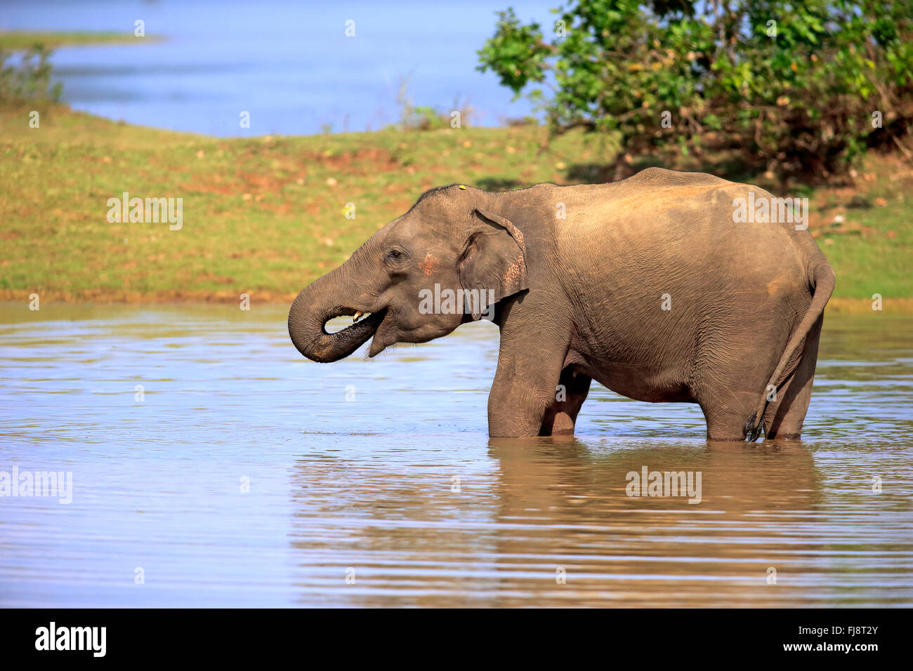 Il governo dello Sri Lanka Elefanti Elefante Asiatico, Udawalawe Nationalpark, Sri Lanka asia / (Elephas maximus maximus) Foto Stock