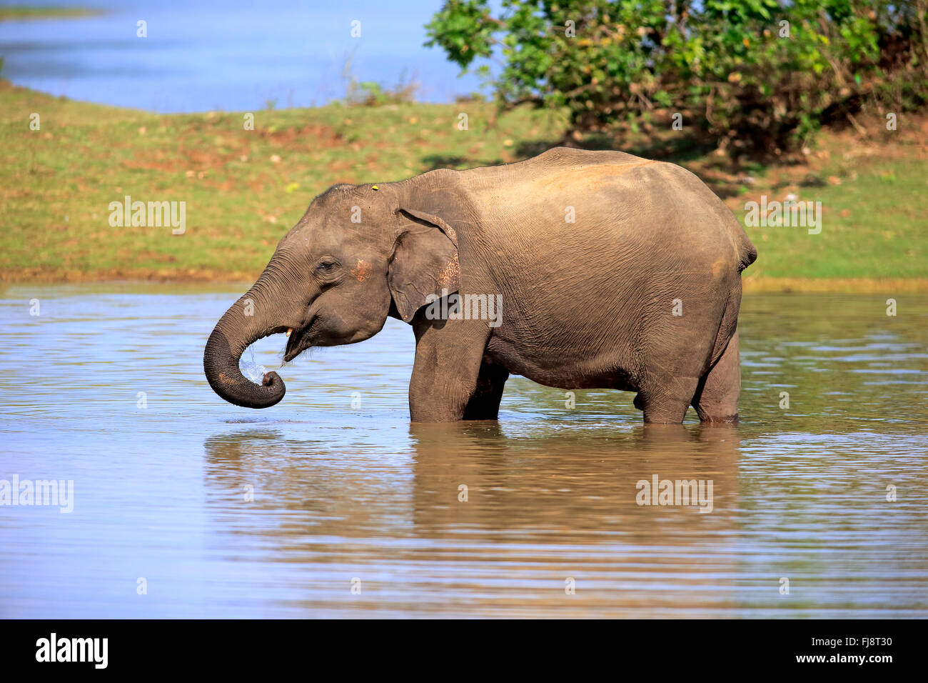 Il governo dello Sri Lanka Elefanti Elefante Asiatico, Udawalawe Nationalpark, Sri Lanka asia / (Elephas maximus maximus) Foto Stock