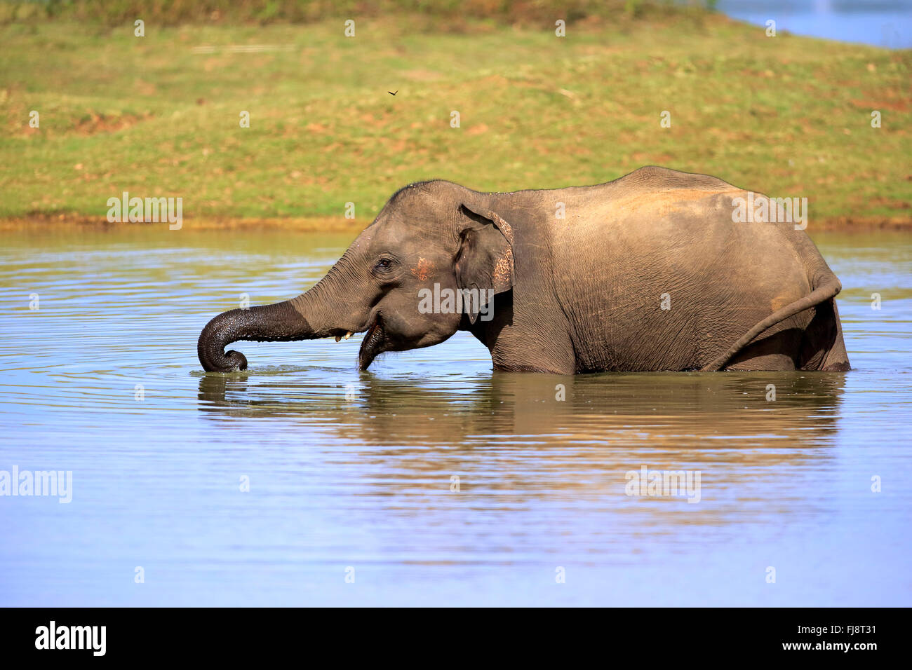 Il governo dello Sri Lanka Elefanti Elefante Asiatico, Udawalawe Nationalpark, Sri Lanka asia / (Elephas maximus maximus) Foto Stock