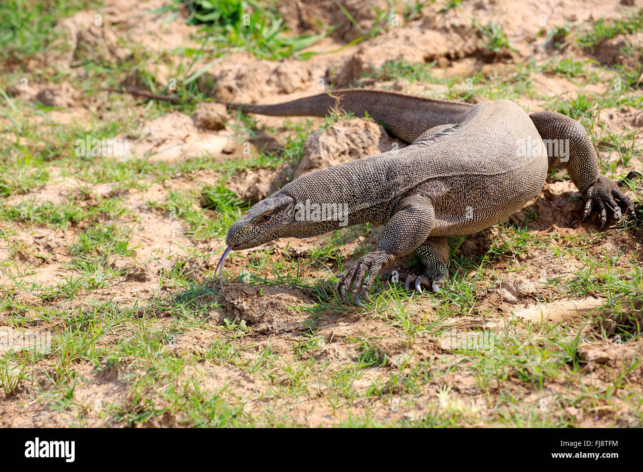 Monitor del Bengala, Udawalawe Nationalpark, Sri Lanka asia / (Varanus bengalensis) Foto Stock