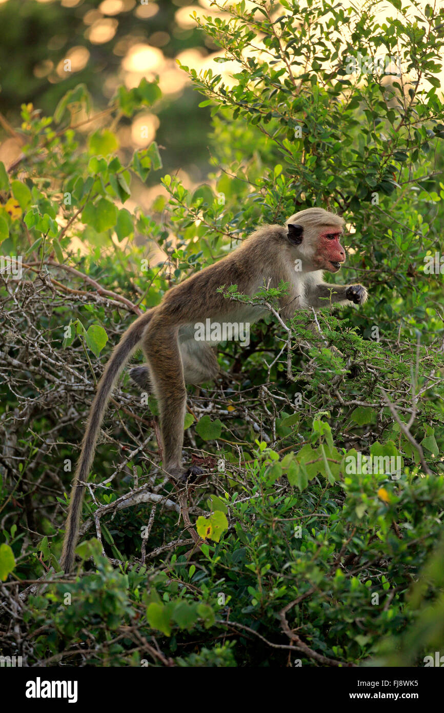 Red Monkey, adulti su albero rovistando, Yala Nationalpark, Sri Lanka asia / (Macaca sinica) Foto Stock