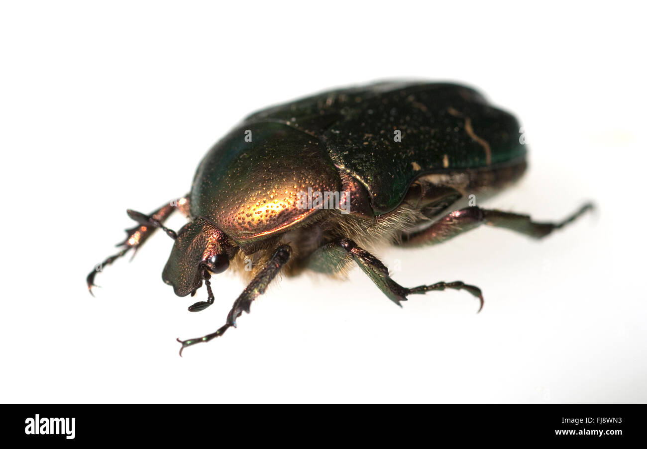 Rosenkaefer; Cetonia; aurata Foto Stock