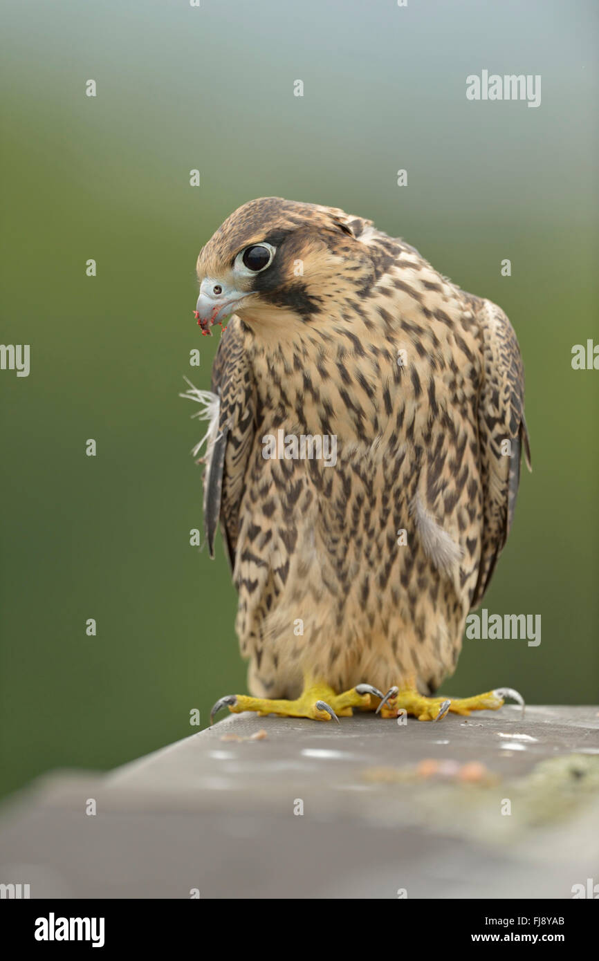 Duck Hawk ( Falco peregrinus ), giovani bird, close-up, si siede sul bordo di un tetto sulla parte superiore di un edificio industriale, la fauna selvatica. Foto Stock