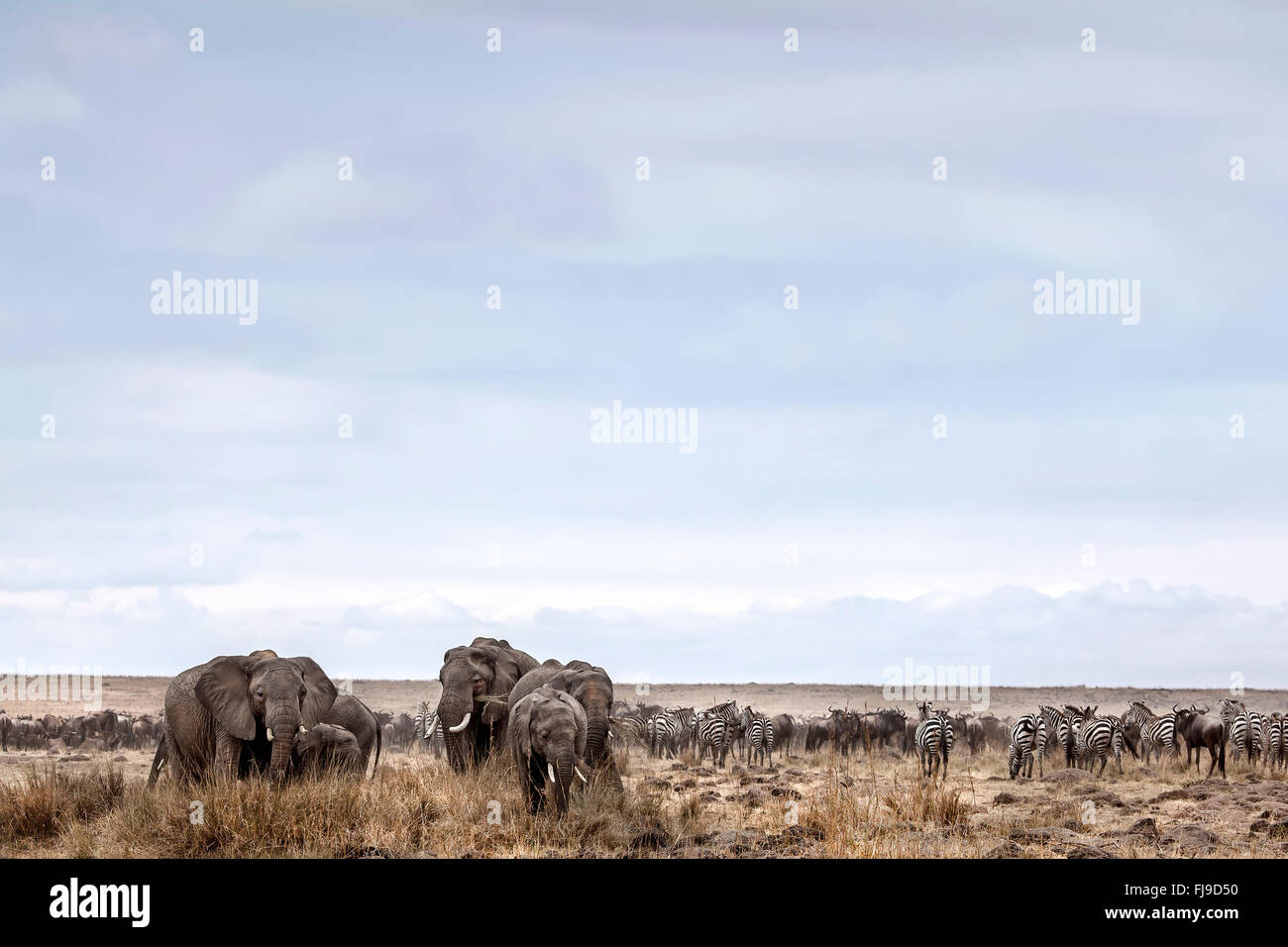 Pascolo del bestiame in Mara. Foto Stock