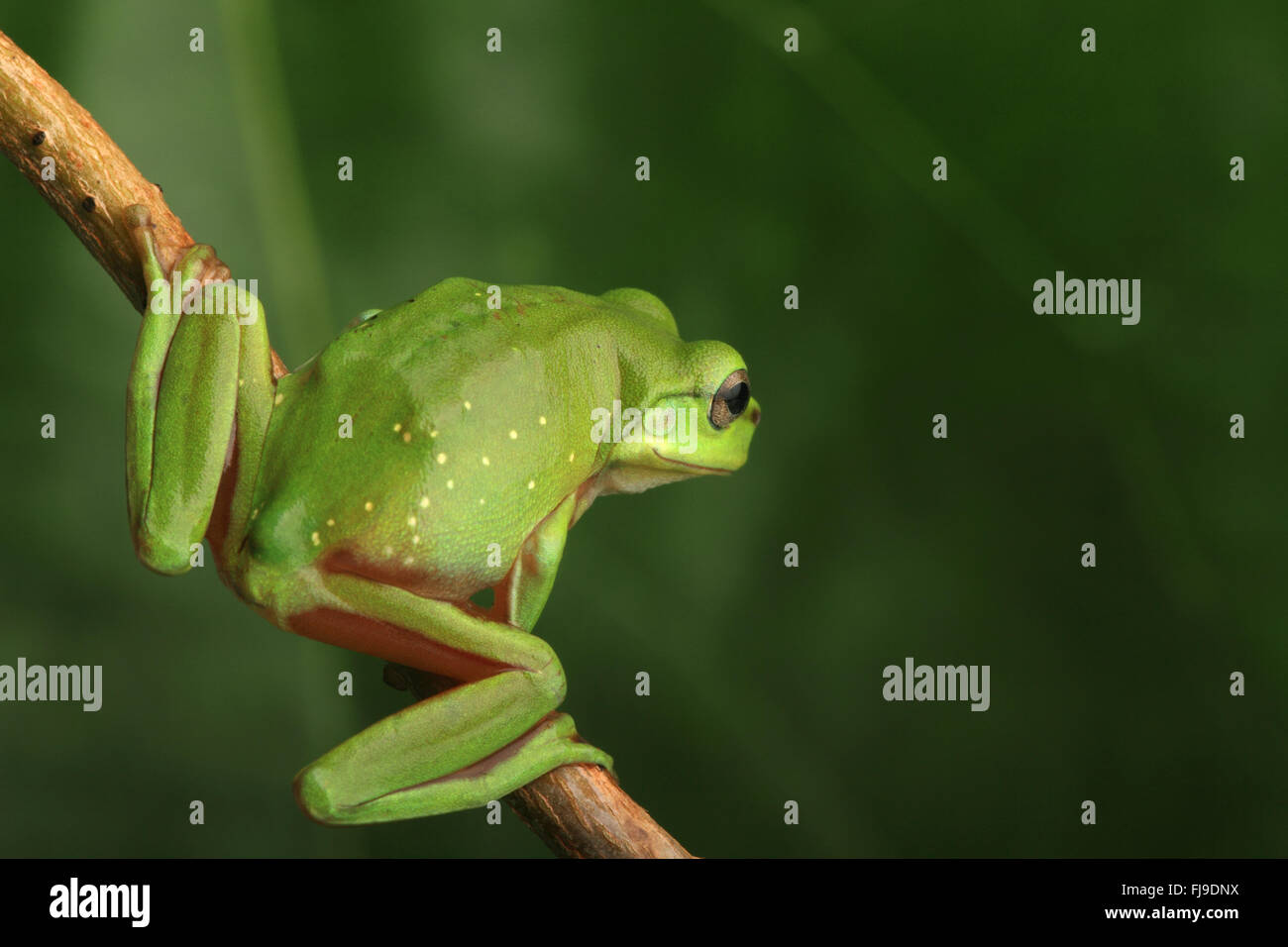 Un australiano ranocchio verde bilanciato su una diagonale della vigna con sfondo verde. Foto Stock