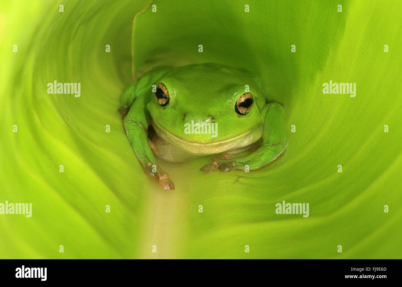 Un australiano ranocchio verde in una grande vasta foglia che ha ancora a distendere completamente. Foto Stock
